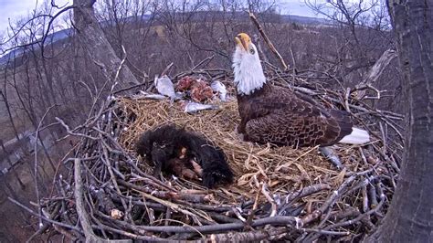 hanover eagle cam chat